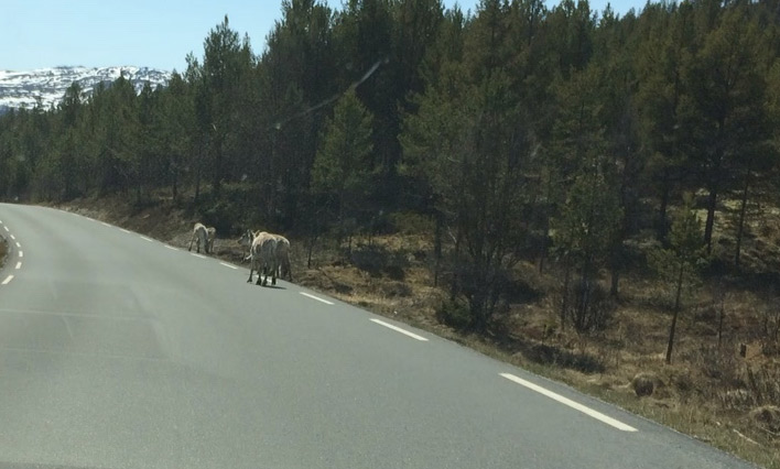 Krönung der Norwegen Rundreise: Rentiere in freier Natur