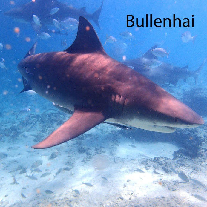 Bullen Hai: Mallorca ist sicher