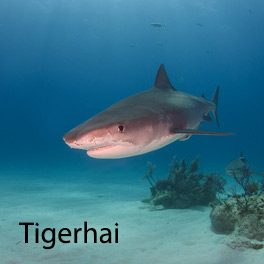 Tiger Hai gilt als neugierig