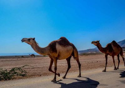 Kamele im Oman: Perfektes Abetuer bei einem Urlaub im Oktober